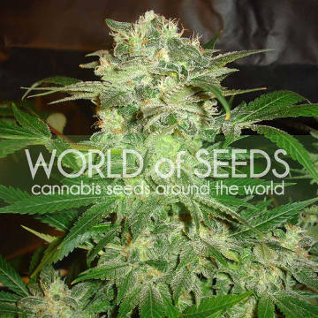 (image for) Mazar Kush