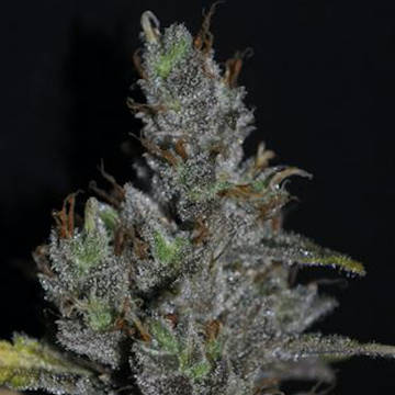 Medi Haze 5 fem Medi Haze 5 fem