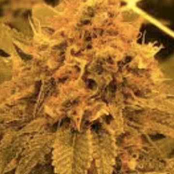 (Bild für) Medical Kush 5 fem - zum Schließen ins Bild klicken