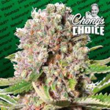 (image for) Mendocino Skunk fem