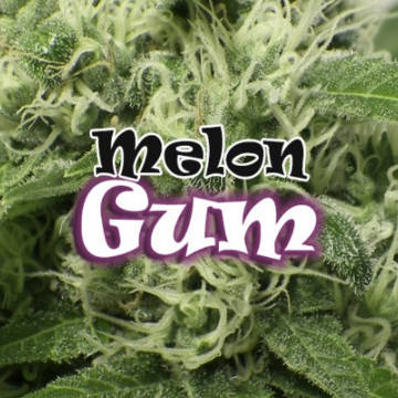 (Bild für) Melon Gum female - zum Schließen ins Bild klicken