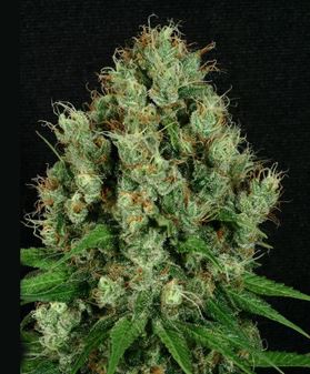 (Bild für) Mendo Diesel - zum Schließen ins Bild klicken