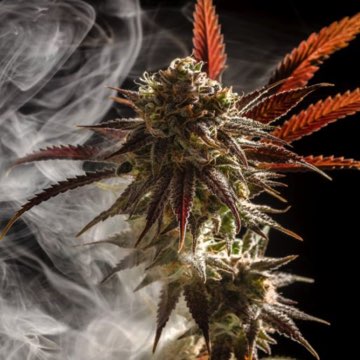 (Bild für) Micky Kush 5 reg - zum Schließen ins Bild klicken