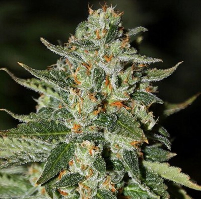 (Bild für) Midas - zum Schließen ins Bild klicken