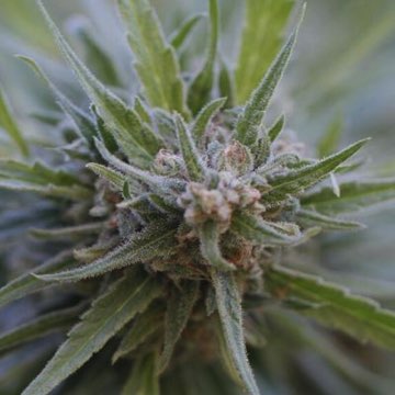 (Bild für) Midnight Kush 5 fem - zum Schließen ins Bild klicken