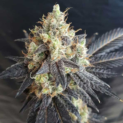 (Bild für) Mighty Grape - zum Schließen ins Bild klicken