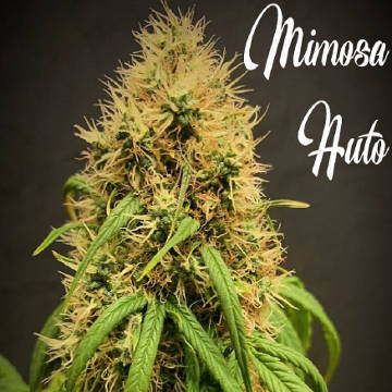 (Bild für) Mimosa Auto - zum Schließen ins Bild klicken