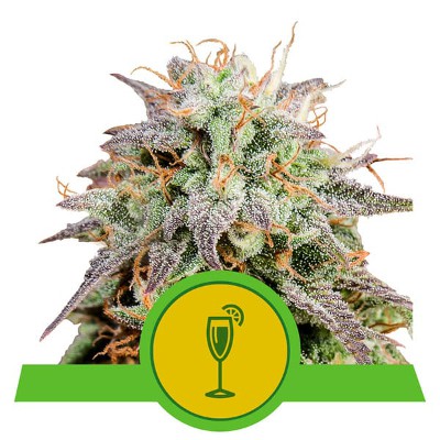 (Bild für) Mimosa Auto feminized - zum Schließen ins Bild klicken