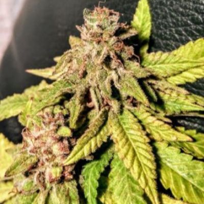 (Bild für) Mint Chocolate Bananas 6 fem - zum Schließen ins Bild klicken