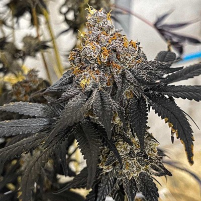 (Bild für) Miracle Fruit feminized - zum Schließen ins Bild klicken