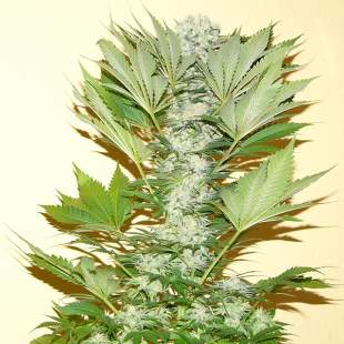 (Bild für) Misty Kush - zum Schließen ins Bild klicken