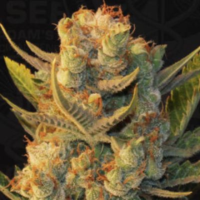 (imagen para) MK-Ultra Bubble