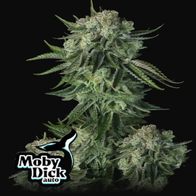 (Bild für) Moby Dick Auto fem - zum Schließen ins Bild klicken
