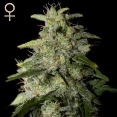 (Bild für) Money Maker feminized - zum Schließen ins Bild klicken