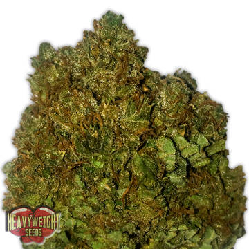 (Bild für) Money Bush fem - zum Schließen ins Bild klicken