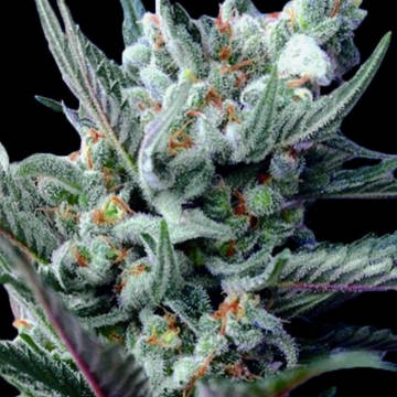 (Bild für) Moonshine Haze - zum Schließen ins Bild klicken