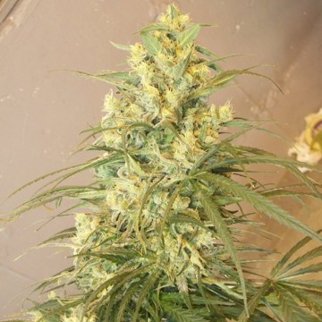 (Bild für) Mountain Gold (Green Mountain Seeds) - zum Schließen ins Bild klicken