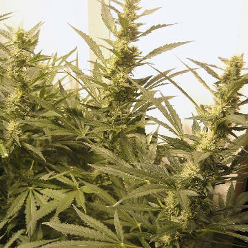 (Bild für) Nepalese - zum Schließen ins Bild klicken