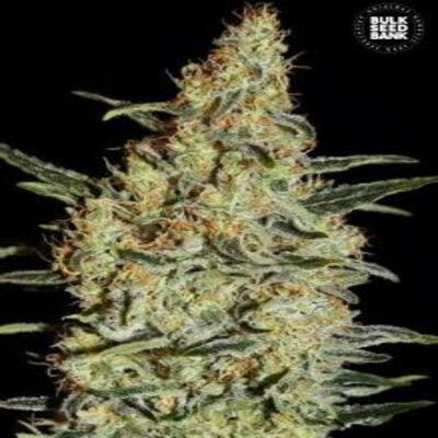 (Bild für) News aka Nev Haze female - zum Schließen ins Bild klicken