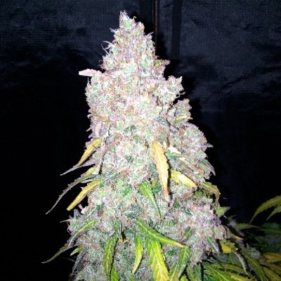 (Bild für) Northern Cookies Auto female - zum Schließen ins Bild klicken