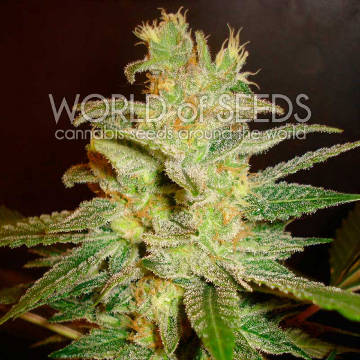 (Bild für) Northern Light x Big Bud - zum Schließen ins Bild klicken