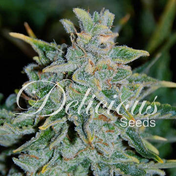 (Bild für) Northern Light Blue Auto - zum Schließen ins Bild klicken