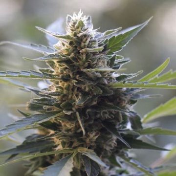 (Bild für) Northern Light x Skunk 5 fem - zum Schließen ins Bild klicken