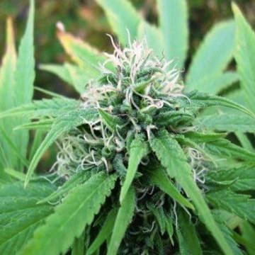 (image for) NL5 x Skunk