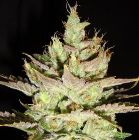 (Bild für) Northern Lights x Skunk #1 - zum Schließen ins Bild klicken