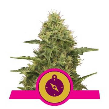 (image for) Northern Light feminized