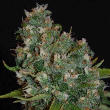 (image for) OG13 5 fem