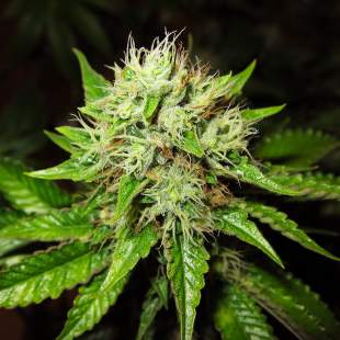 (imagen para) OG Kush Auto