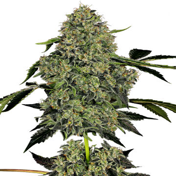 (Bild für) OG Kush Auto fem - zum Schließen ins Bild klicken