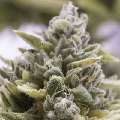 (Bild für) OG Kush Auto - zum Schließen ins Bild klicken
