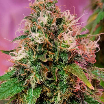 (Bild für) CBD OG Kush 5 fem - zum Schließen ins Bild klicken