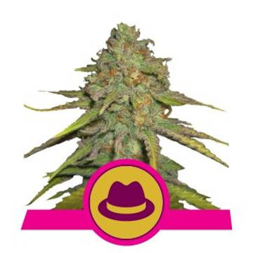 (imagen para) OG Kush feminized