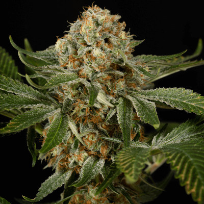 (image for) OG Kush