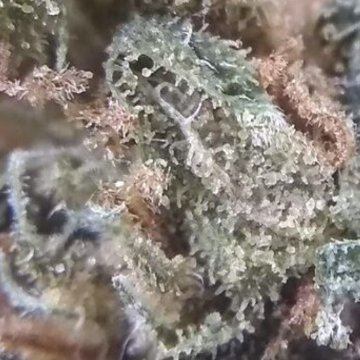 (Bild für) OG Kush - zum Schließen ins Bild klicken
