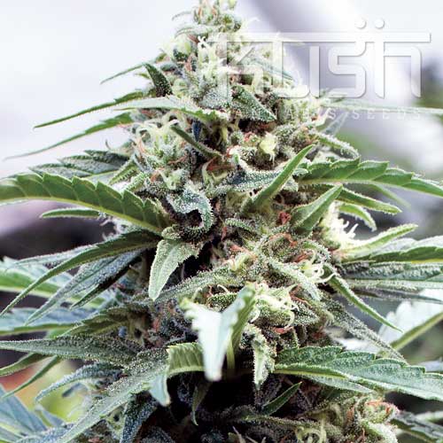OG Kush OG Kush