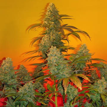 (Bild für) Old Time Bubba Kush