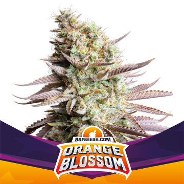 (Bild für) Orange Blossom - zum Schließen ins Bild klicken