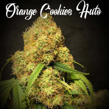 (Bild für) Orange Cookies Auto - zum Schließen ins Bild klicken