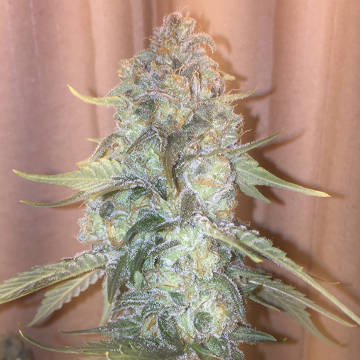 (Bild für) Orange Creamsicle - zum Schließen ins Bild klicken