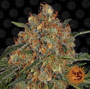 (Bild für) Orange Sherbert - zum Schließen ins Bild klicken