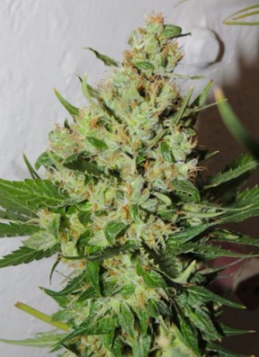 (image pour) Orange Sorbet 6 female