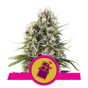 (Bild für) Chocolate Haze feminized - zum Schließen ins Bild klicken