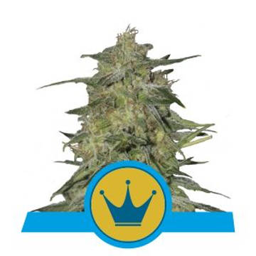 (Bild für) Royal Highness CBD feminized - zum Schließen ins Bild klicken