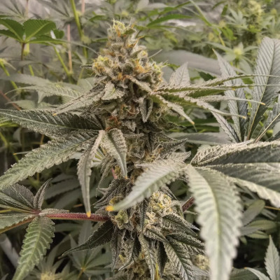 (Bild für) Oreoz 88 G13 Hashplant - zum Schließen ins Bild klicken