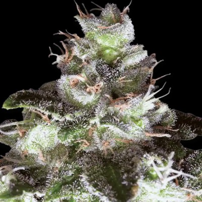 (Bild für) Original White Widow (IBL) fem - zum Schließen ins Bild klicken