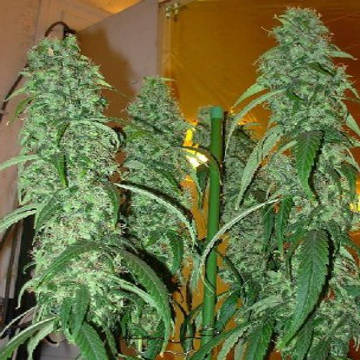 (Bild für) Pahari Farmhouse - zum Schließen ins Bild klicken